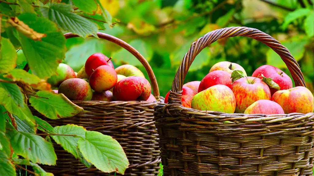 Ekon agro pvt ltd