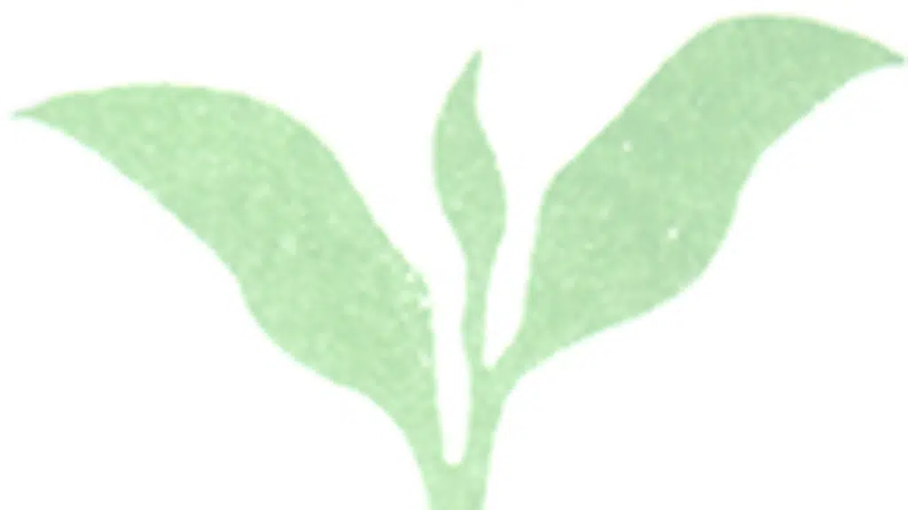 Terai Tea Company Limited