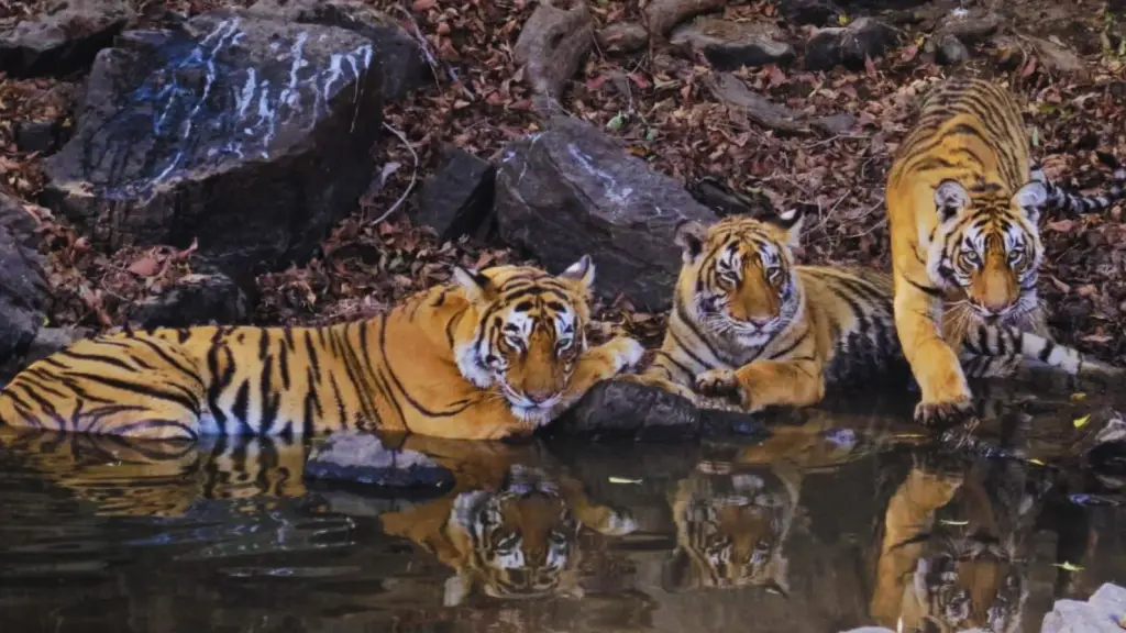 Ranthambhore ghoomo