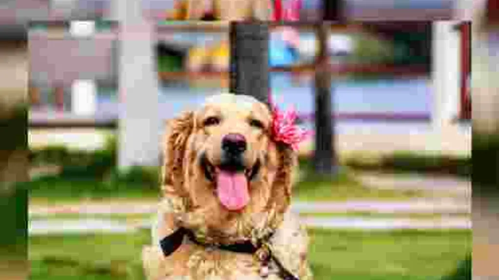 golden retrievers