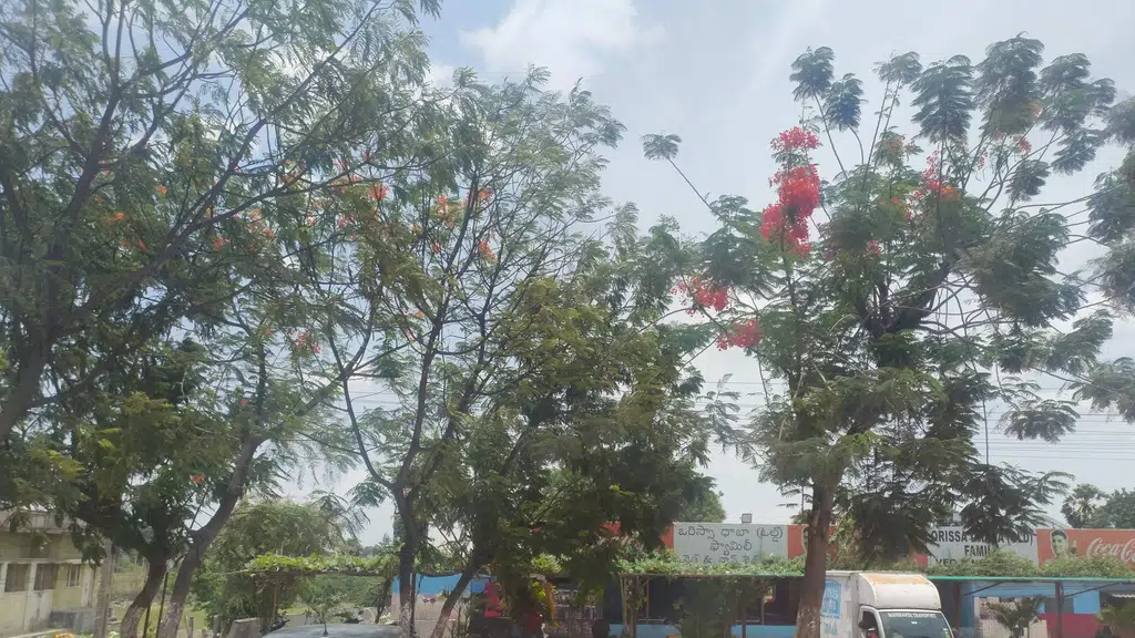 Orissa Dhaba
