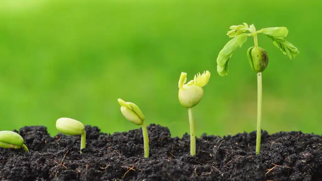 Goodwill Seeds