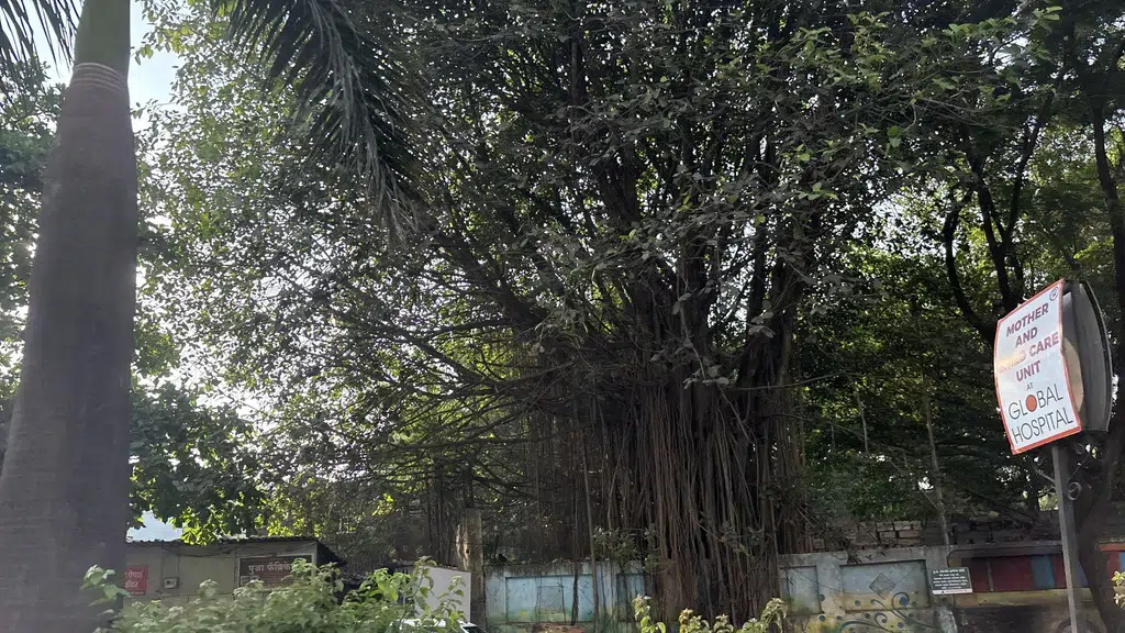 Doctor Dipali's Ayurvedic Clinic