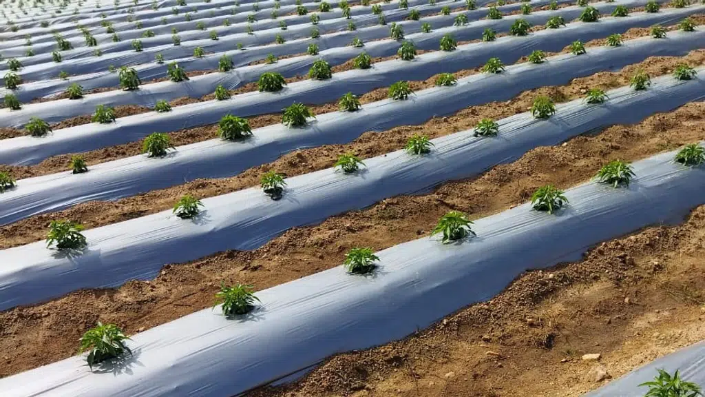 ASHU AGRI Packaging