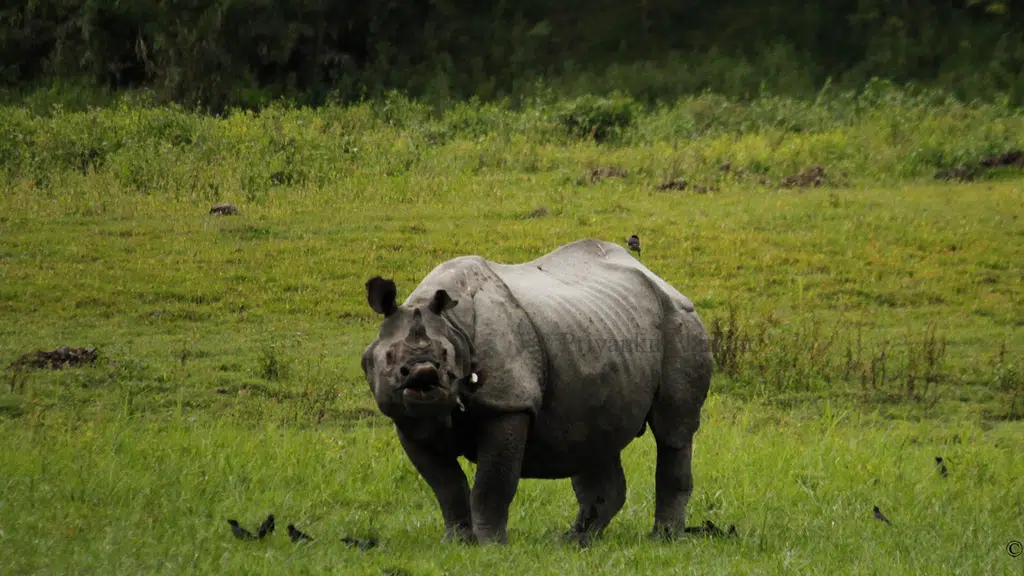 Kaziranga Jungle Safari