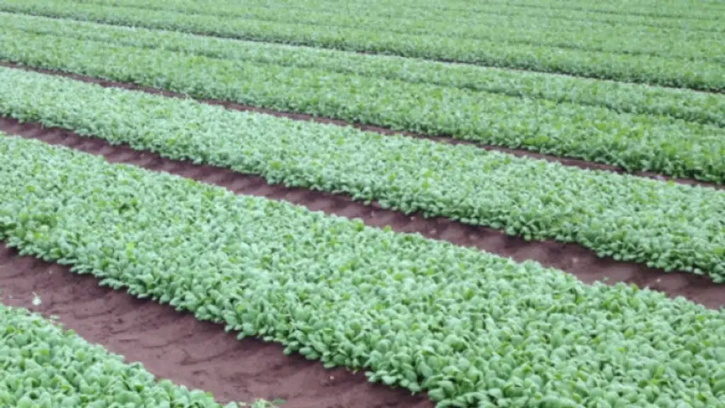 Stanhay India : Precision Planter | Seed Drill Manufacturer