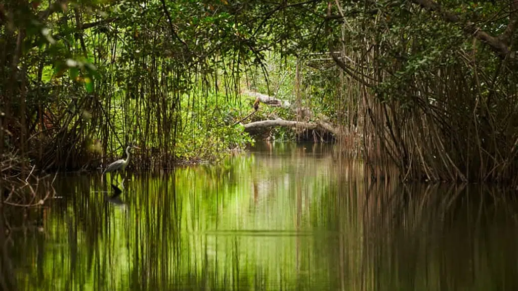 Sundarban Tiger Residency Resort