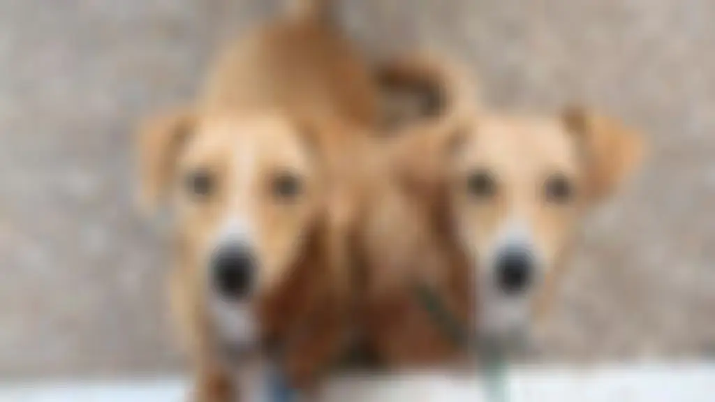 Pune Dog Squad