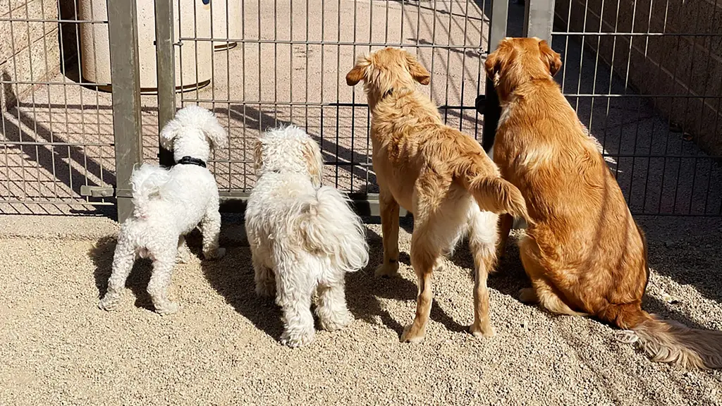 Barkshire-Premium Dog Boarding