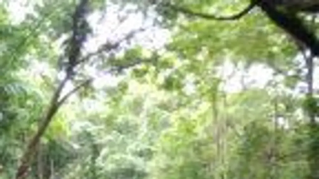 Kerala Forest Research Institute