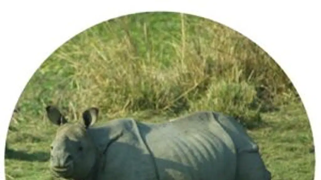 Kaziranga Adventures Tours